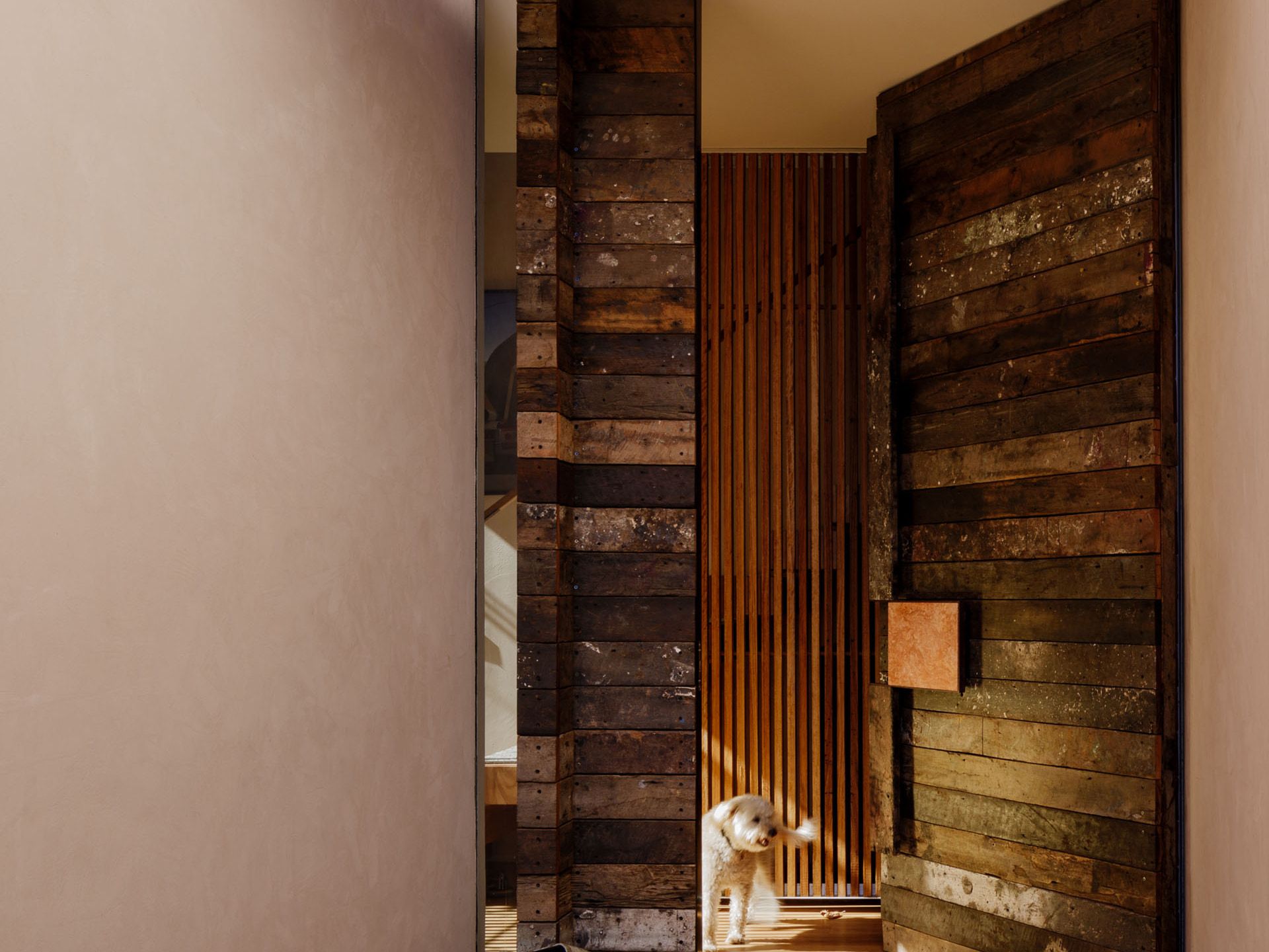 Small white dog standing in a timber-lined entry hallway